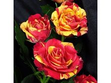 ���� ����.jpg