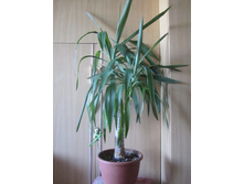 ������ 012.jpg