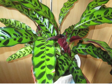 ������� 004.jpg