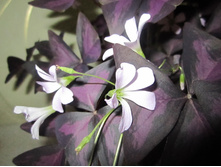 ������ 014.jpg