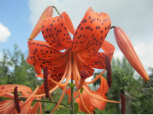 ����� 015.jpg