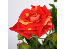 ���� ����.jpg