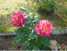 ������� ������ ��������