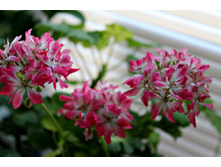 Pamela Vaughan(1).jpg