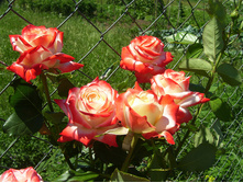 ����������� �����.jpg