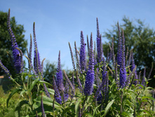 �������� ������������� ��������� 80