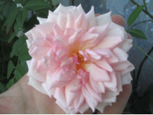 ���� 2014 234.jpg