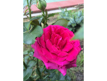IMG 6505 — �����.JPG