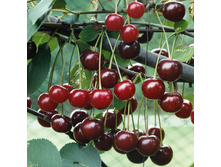 ����� ����� 520���. 2-�����.jpg