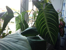 Alocasia lindenii (Xanthosoma lindenii
