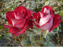 ��� ����.jpg