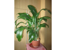 ����� 007.jpg