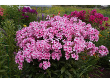 ����� ��� (150�.)