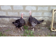 ����� �������� ��� �������