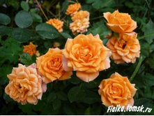 ����� ��������� (��������).jpg