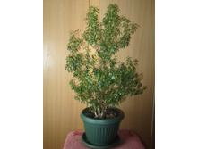 ����� 003.jpg