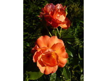 ����������