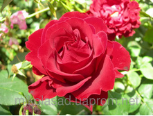 ����� ���.jpg