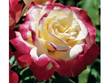 ���� ������.jpg