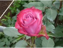 ��� �����.jpg