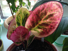 Codiaeum Boosarin