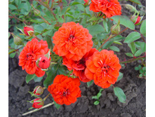 ����� ����.jpg