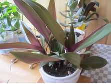 ����� 005.jpg