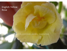 Yellow English Rose