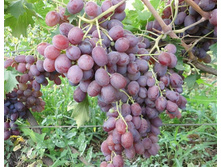 �������� ��� ����� 200���..jpg