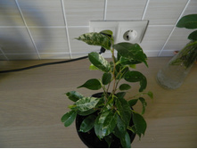 ��������� ������ �� ����