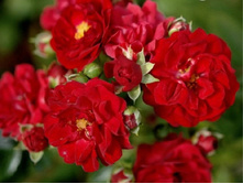 ��� �����