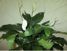 ������ 005.jpg