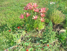 DSC05160 - �����.JPG