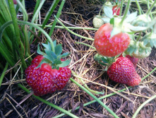 ��������� (���.����)