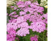 ������������� ����� ����� 90