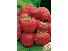 ��������� �������� 50���..jpg