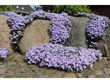 ����� ���������� Emerald Blue.80