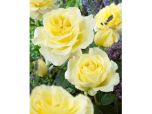 ���� �����.jpg