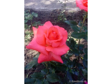 ��� �����.jpg