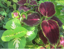 ����� 023.jpg