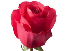 ������� ������� (��� ���).jpg