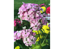 ������� ������