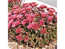 ������ ��������� ����� 70