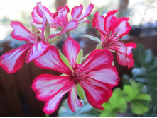 ���������� 005.jpg