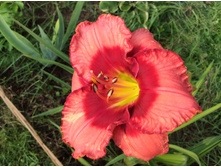 Dan Mahony. ��� ������.