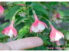 ������ Lady Thumb