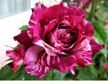 ���� (��������� ����).jpg