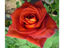 ���� �����.jpg