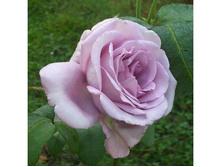 ��-�� (������ ��������).jpg