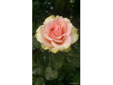 ������� ����.jpg